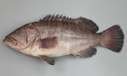 マハタ | 魚類 | 市場魚貝類図鑑
