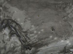 クリックで拡大表示 ホシエイの背面の小さな孔