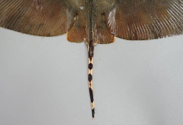 1.8m DW（体盤長）前後になる。吻部分は突出せず、左右は前後よりも長い。尾は小さく、棘がある。背面に︎黒い斑紋があるもことがある。［15cm DW］