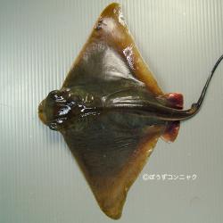 トビエイ 魚類 市場魚貝類図鑑
