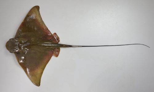 トビエイ 魚類 市場魚貝類図鑑 トビエイ 魚類 市場魚貝類図鑑