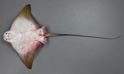トビエイ 魚類 市場魚貝類図鑑