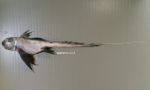 アカギンザメのサムネイル写真