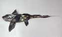 ココノホシギンザメのサムネイル写真