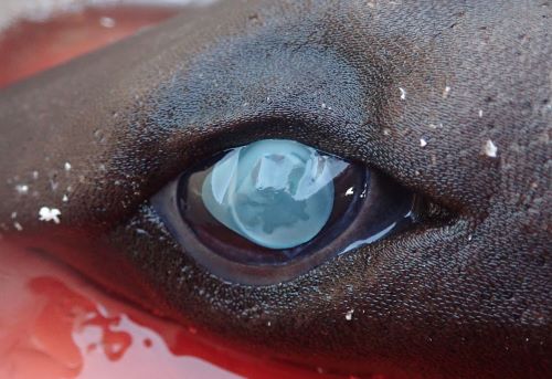 ユメザメ 魚類 市場魚貝類図鑑