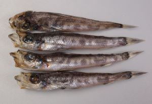 クリックで拡大表示