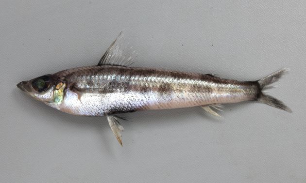 15cm SL 前後になる。細長く、アオメエソと比べて微かに頭部は短く、目も微かに小さい。背鰭に黒斑がなく、胸鰭は第1背鰭の後端まで。
