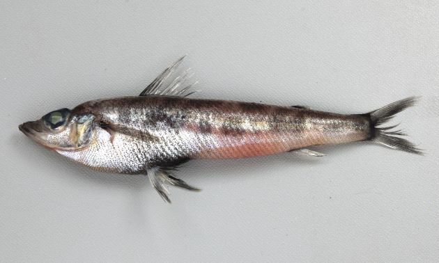 15cm SL 前後になる。細長く、アオメエソと比べて微かに頭部は短く、目も微かに小さい。背鰭に黒斑がなく、胸鰭は第1背鰭の後端まで。