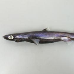 ヒレタカフジクジラ 魚類 市場魚貝類図鑑 ヒレタカフジクジラ 魚類 市場魚貝類図鑑