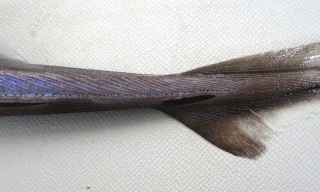 尾鰭下葉の黒い筋の先端は丸みを帯びて鈍い。