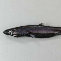 新作ウエア カラスザメ 市場魚貝類図鑑 | 魚類 | 標本