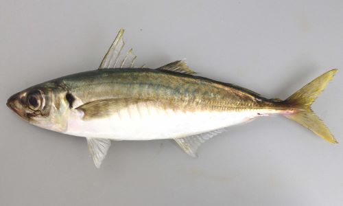 マルアジ アオアジ 市場魚貝類図鑑 マルアジ アオアジ 市場魚貝類図鑑