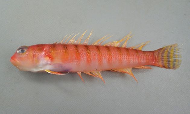 15cm SL 前後になる。細長く全体に赤い。背鰭から腹にかけてやや斜め下方に薄い褐色の縞模様がある。