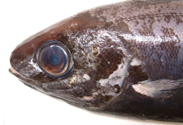 47cm SL 前後になる。目が大きく、口は前方にある。背鰭は２、幼魚期は側へんして体高がある。頭部の鱗域は両眼間隔域に達しない。成長すると細長く変わる。頭部付近には鱗がない。