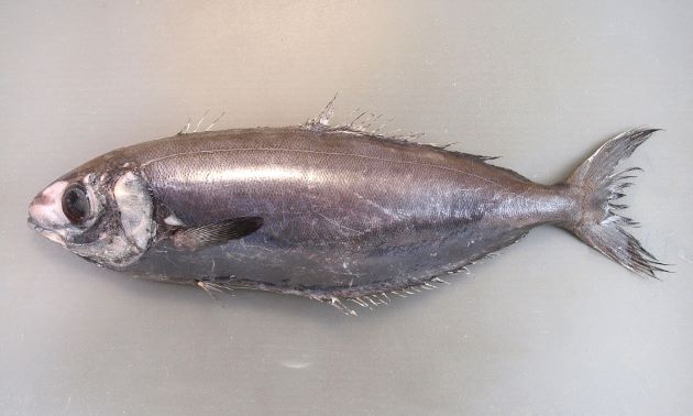 SL(体長)50cm前後になる。背鰭は2、幼魚期は側へんして体高がある。頭部付近には鱗が内ない。