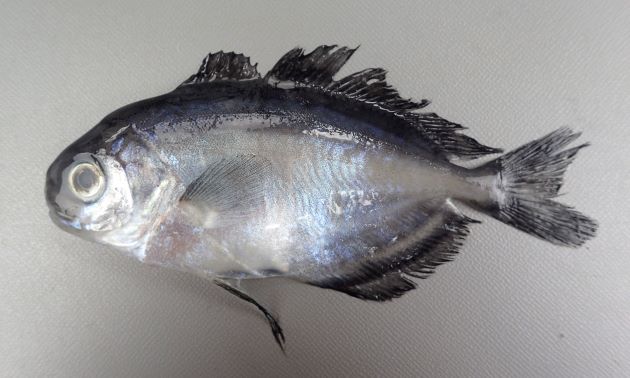 SL(体長)50cm前後になる。背鰭は2、幼魚期は側へんして体高がある。頭部付近には鱗が内ない。