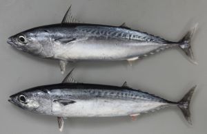 マルソウダ 魚類 市場魚貝類図鑑