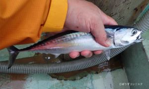 クリックで拡大表示