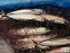 クリックで拡大表示 めじかの新子(水揚げ直後)