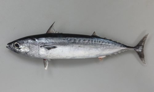 マルソウダ 魚類 市場魚貝類図鑑