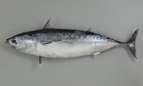 マルソウダ 魚類 市場魚貝類図鑑 マルソウダ 魚類 市場魚貝類図鑑