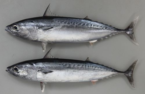 クリックで拡大表示