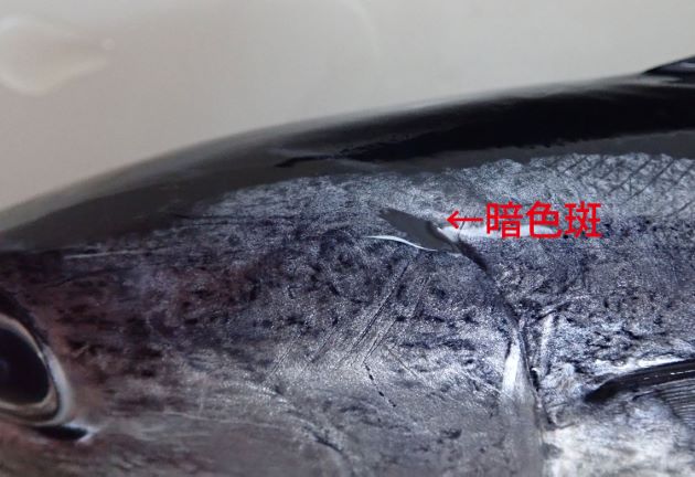 鰓蓋上の暗色(黒い)斑は背中の暗色部分と繋がる。
