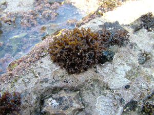 クリックで拡大表示