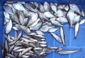 クリックで拡大表示