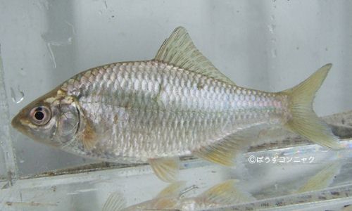 カネヒラ 魚類 市場魚貝類図鑑 カネヒラ 魚類 市場魚貝類図鑑
