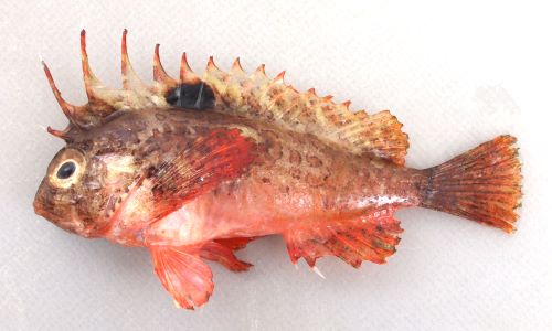 おこぜっと ハオコゼ | 魚類 | 市場魚貝類図鑑