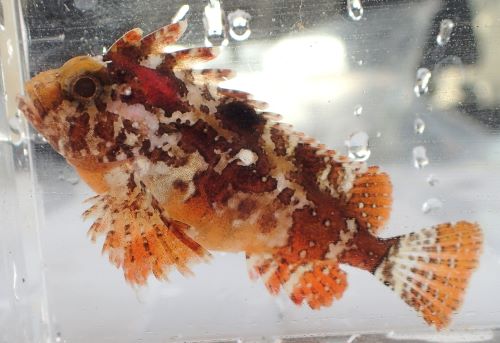 ハオコゼ | 魚類 | 市場魚貝類図鑑