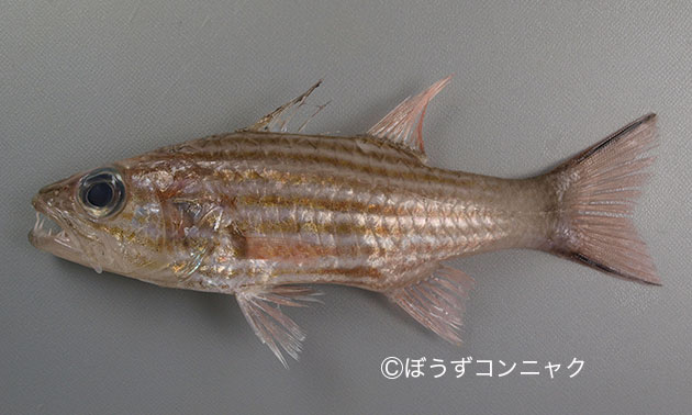 リュウキュウヤライイシモチ 魚類 市場魚貝類図鑑