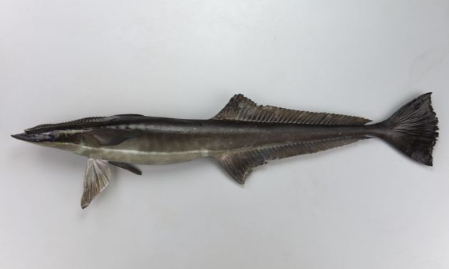 SL 1m前後になる。体は細長い。第１背鰭は吸盤状に変形。これで大型魚に吸着する。体側に白い縦縞がある。吸盤の板状体は18-28。