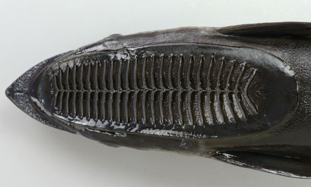 SL 1m前後になる。体は細長い。第１背鰭は吸盤状に変形。これで大型魚に吸着する。体側に白い縦縞がある。吸盤の板状体は18-28。