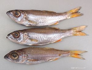 ムツ 魚類 市場魚貝類図鑑