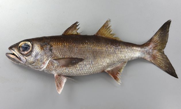 SL 50cm 以上になる。目が大きく、背鰭は２つ。全体に褐色でやや側扁、体高が低い。幼魚期から姿が変わらない。