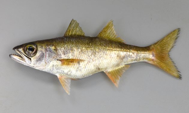 SL 50cm 以上になる。目が大きく、背鰭は２つ。全体に褐色でやや側扁、体高が低い。幼魚期から姿が変わらない。［17.5cm SL・重さ112g］
