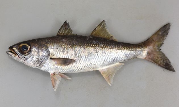 SL 50cm 以上になる。目が大きく、背鰭は２つ。全体に褐色でやや側扁、体高が低い。幼魚期から姿が変わらない。［秋田県男鹿沖　25cm・299g］