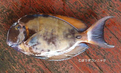 カンランハギ 魚類 市場魚貝類図鑑 カンランハギ 魚類 市場魚貝類図鑑