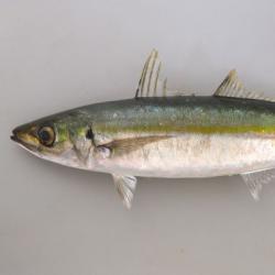 ムロアジ 魚類 市場魚貝類図鑑