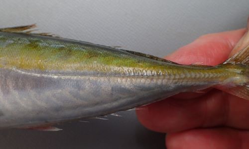 ムロアジ 魚類 市場魚貝類図鑑 ムロアジ 魚類 市場魚貝類図鑑