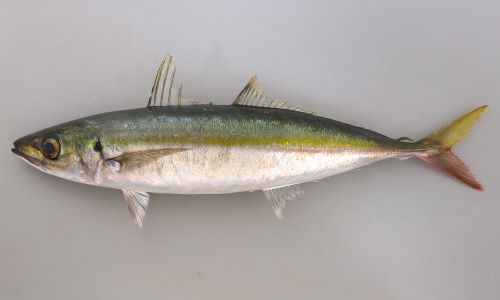 SL50cm前後になる。紡錘形、細長く、背が青く、体側に黄金色の帯が走る。頭部背の鱗は眼球の中央部上を超える。ぜんご(稜鱗)は側線の後部まっすぐなところの3/2以下の長さ。尾鰭下葉は赤みがかる。