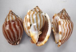 カズラガイのサムネイル写真