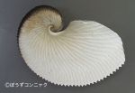 アオイガイのサムネイル写真