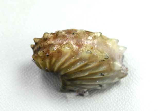 SL8-9cm前後。貝殻は飴色で、放射肋は粗い。