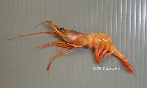 ハサミモエビ | 甲殻 | 市場魚貝類図鑑