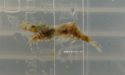 ヒラツノモエビのサムネイル写真