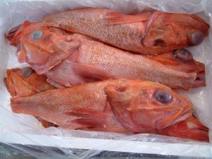 アラスカキチジ キンキ 市場魚貝類図鑑 アラスカキチジ キンキ 市場魚貝類図鑑