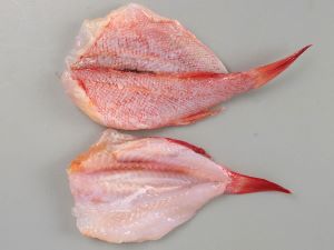 アラスカキチジ キンキ 市場魚貝類図鑑